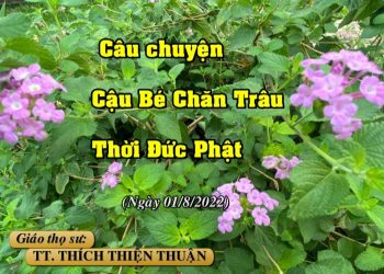 CÂU CHUYỆN CẬU BÉ CHĂN TRÂU – TT. THÍCH THIỆN THUẬN – TRƯỜNG HẠ VẠN THIỆN BR-VT